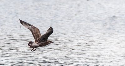 Gull in Morning Flight