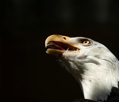 Eagle Eye