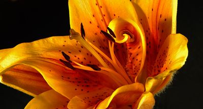 Asian Lilly 