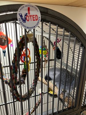 I voted