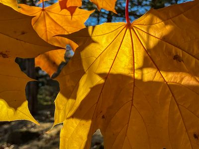 Maple in Autumn