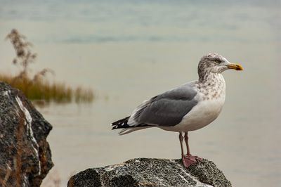 Greenwich Point Park