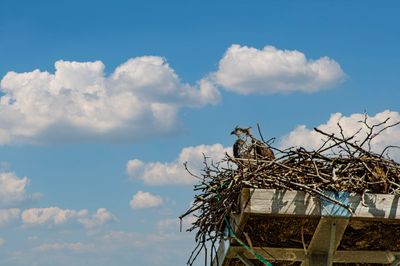 Osprey in nest