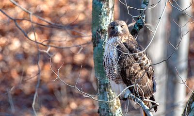 Cooper's Hawk