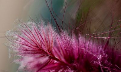 Macro
