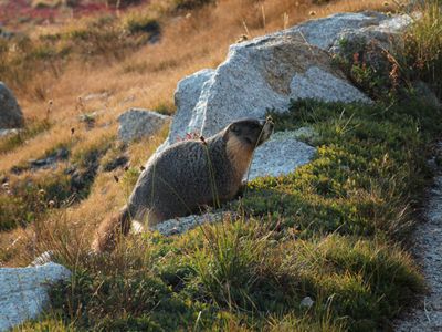 Wildlife
