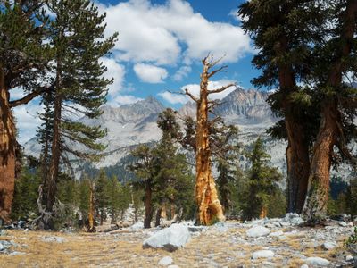 Kaweahs from Little Five Lakes Basin