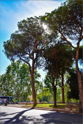 DSC_4597_1.jpg