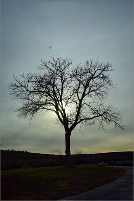 DSC_6872_1.jpg