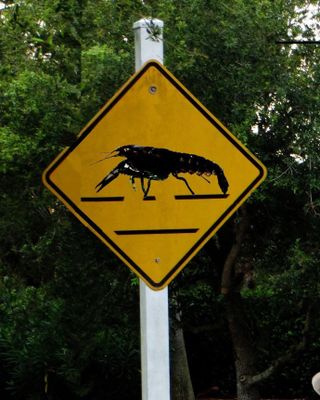 Crayfish crossing 