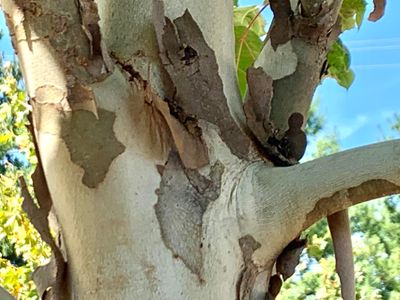 Shedding Bark of Sycamore