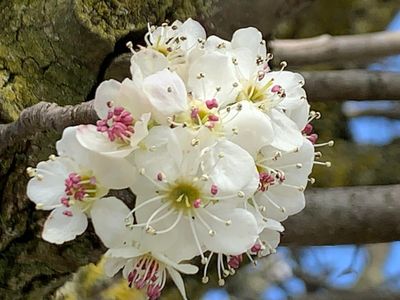 Flowers of Bradford Apple Tree