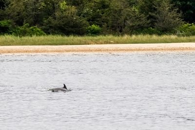 Dolphin observed in Lewis Bay July 4, 2020