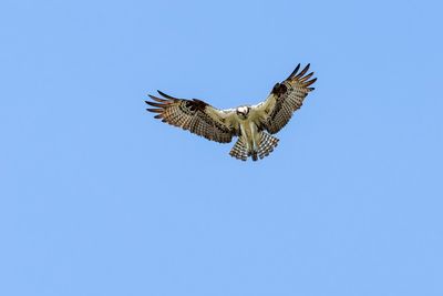 Osprey Hunting - _MG_13486.jpg