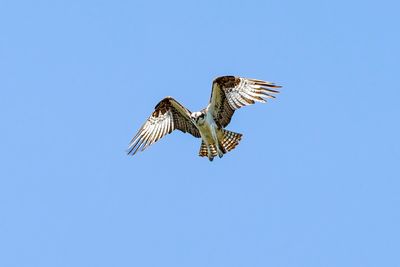 Osprey Hunting - _MG_13499.jpg