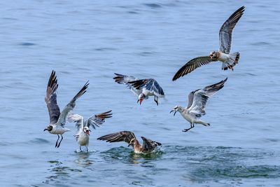 Feeding Frenzy - _MG_13990.jpg