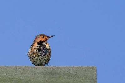 Northern Flicker - _MG_14296.jpg