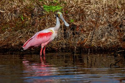 roseate_spoonbills