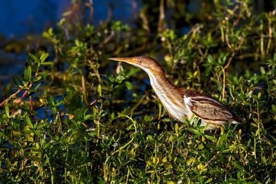 _MG_23191-topaz-denoiseraw-sharpen.jpg