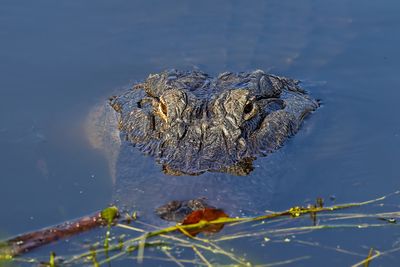 _MG_41760 crop.jpg