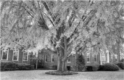 Ginko Tree