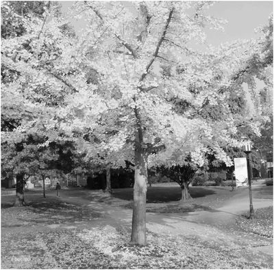 Ginko Tree