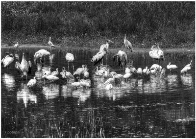 Georgia Pond