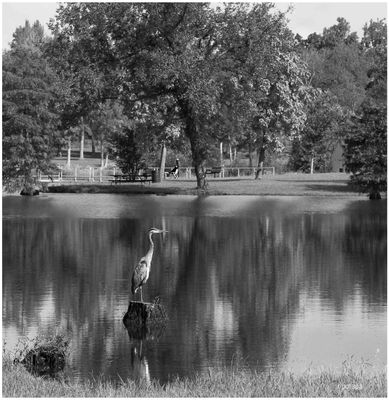 Lexington Pond