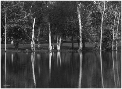 Lexington Pond