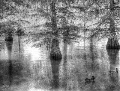 Lexington Pond