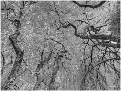 Lexington Cemetery