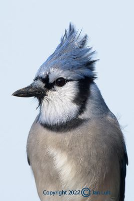 Blue Jay