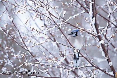 Blue Jay