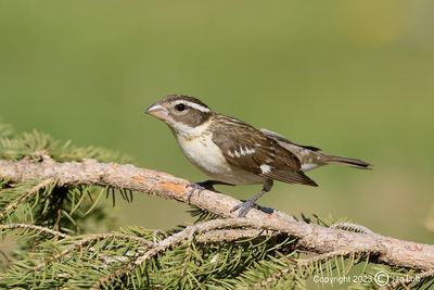 Rose-breasted Grosbeak