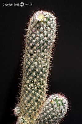 Mammillaria microhelia