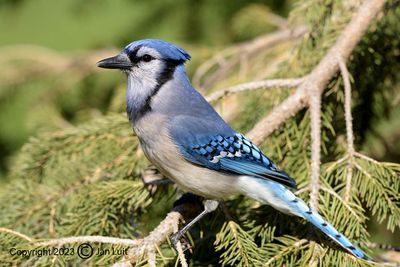 Blue Jay