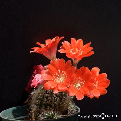 Rebutia Flavistyla