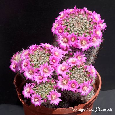 Mammillaria zeilmanniana