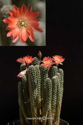 Lobivia haagei orurensis