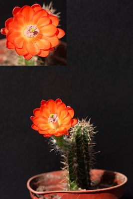 Rebutia Echinocereus scheeri