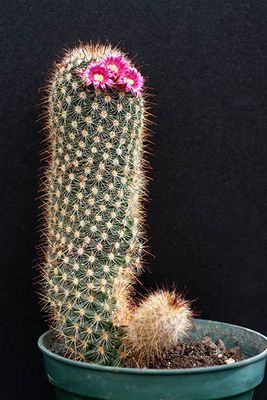 Mammillaria duoformis