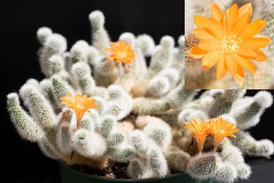 Rebutia muscula