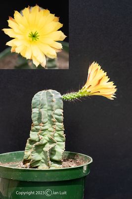 Echinocereus subinermis