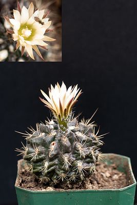 Neoporteria heinrichiana