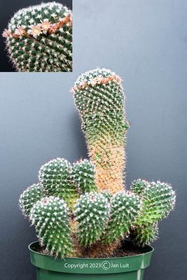 Mammillaria carnea
