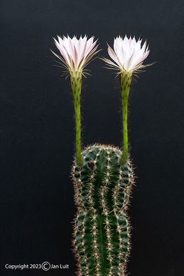 Echinopsis oxygona