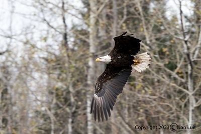 Bald Eagle