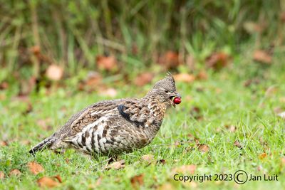 Ruffed Grouse