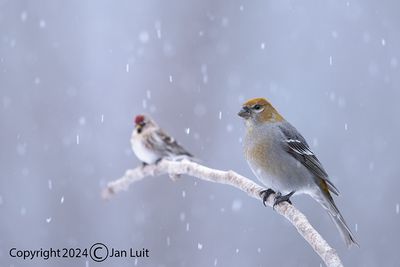 Pine Grosbeak and Common Redpoll