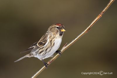 Common Redpoll